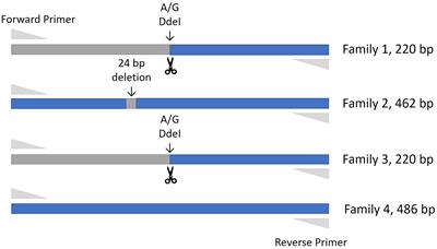 Allelic Variation in Protein Tyrosine Phosphatase Receptor Type-C in Cattle Influences Erythrocyte, Leukocyte and Humoral Responses to Infestation With the Cattle Tick Rhipicephalus australis